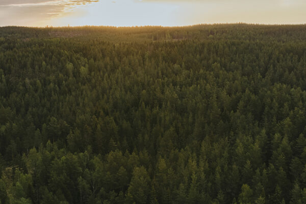 En flygbild över en vidsträckt, tät barrskog som sträcker sig mot horisonten. Solen skiner lågt över trädtopparna i fjärran.