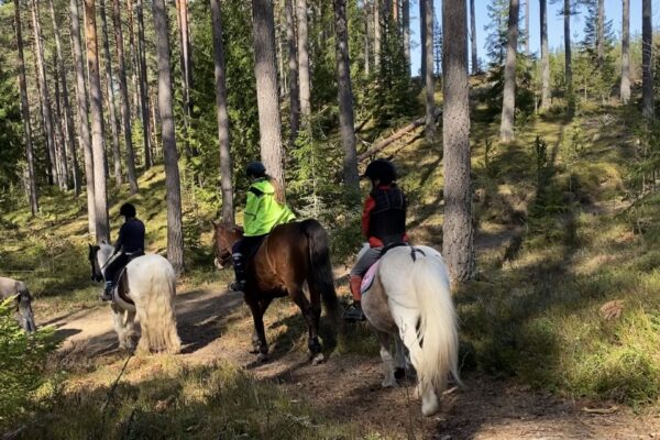 Tre personer rider på hästar genom en skog med höga tallar.