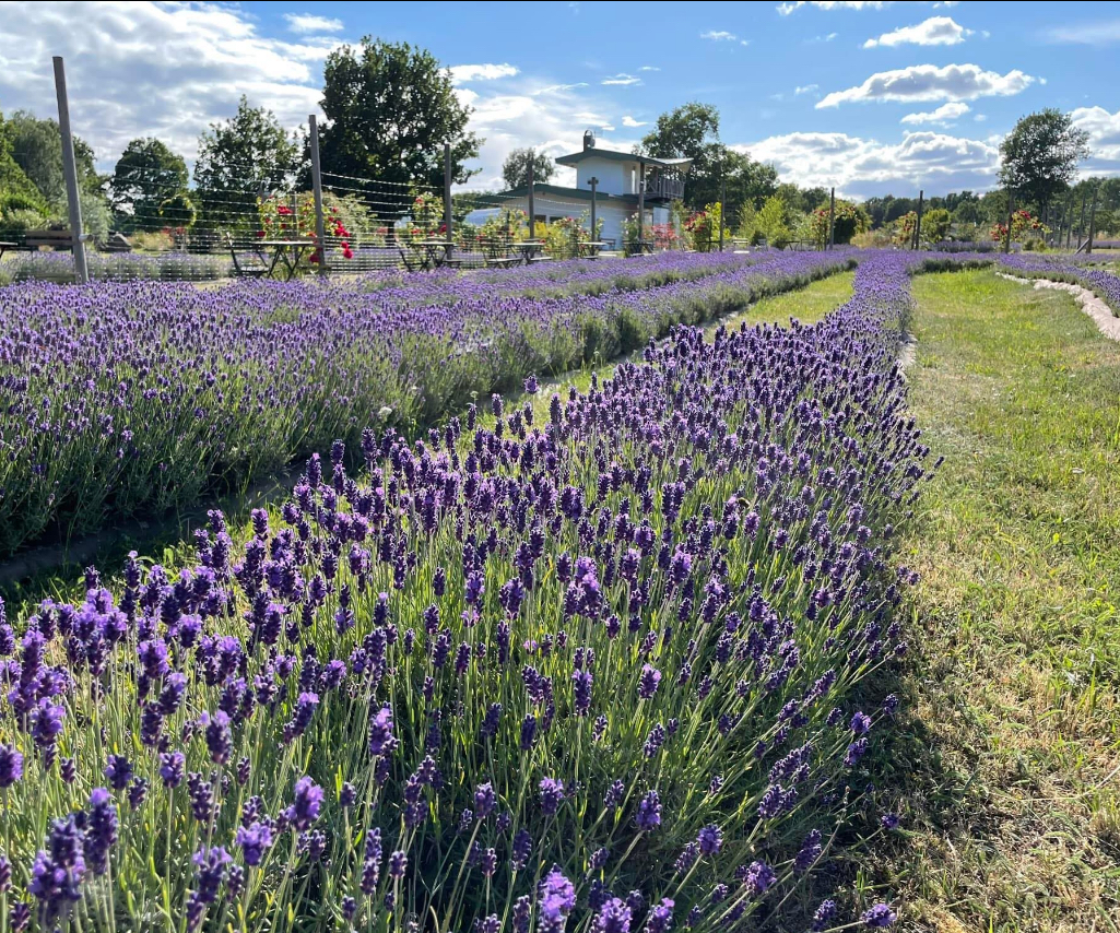 Lavendel