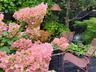 En närbild av rosa hortensior i en trädgård, med en utemöbelgrupp och en lampa i bakgrunden.