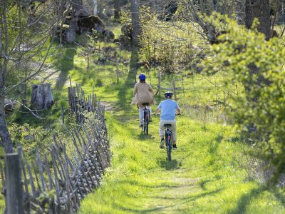 Två personer cyklar längs en grönskande grusväg på landsbygden, kantad av ett traditionellt trästaket och omgiven av lummig natur. De bär hjälmar och cyklar bort från kameran.