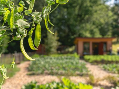 En närbild på ärtskidor som hänger från en planta, med en suddig bakgrund som visar en köksträdgård med rader av grönsaker, en grusgång och ett litet hus.