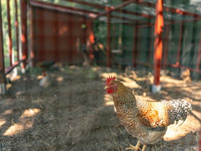 En höna står i förgrunden inne i en inhägnad med en röd metallram. Marken är täckt av jord och halm, och fler höns syns i bakgrunden.