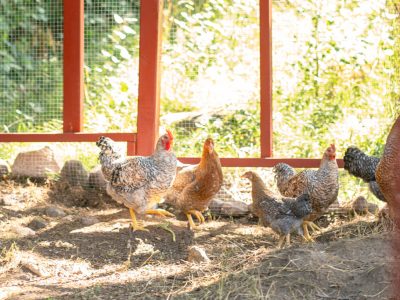 En grupp hönor med varierande fjäderdräkt står i en inhägnad med röd ram, belyst av solljus som silas genom lövverk i bakgrunden.