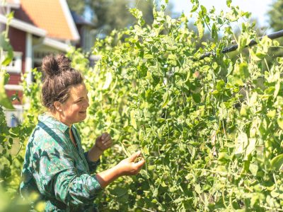 En leende kvinna plockar ärtskidor från en frodig grön ärtranka i en solig trädgård. Ett rött hus syns suddigt i bakgrunden.