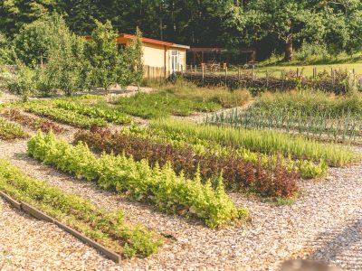 En vidsträckt köksträdgård med rader av olika grödor som växer i upphöjda bäddar. Gångarna mellan bäddarna är täckta med flis eller grus. I bakgrunden syns ett hus och träd, vilket skapar en lantlig och harmonisk miljö.