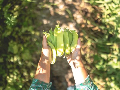 Ett par händer håller upp ett knippe nyplockade gröna ärtskidor mot en suddig bakgrund av grönska.