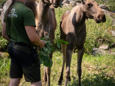 virum älgpark-4283